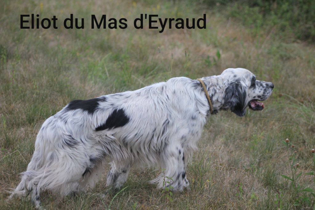 Eliot du Mas d'Eyraud