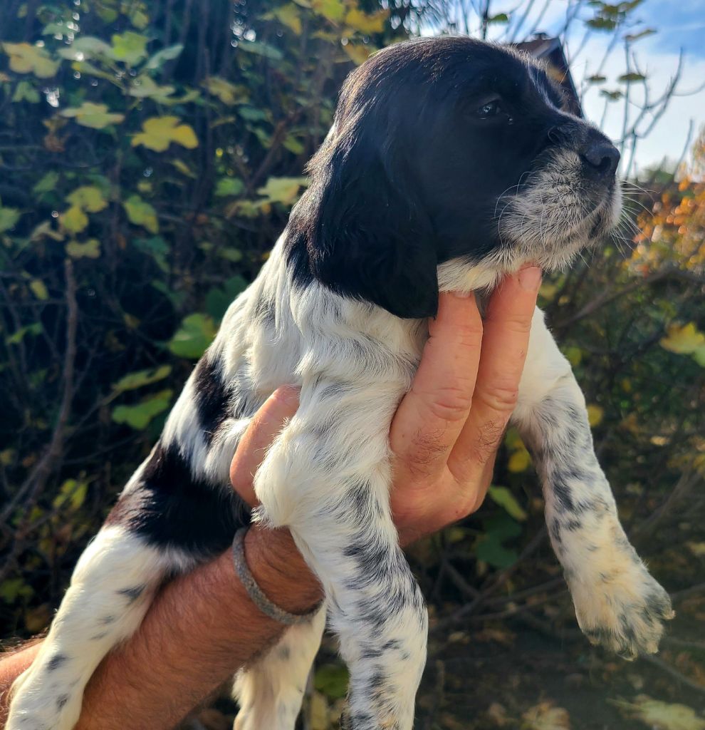 Du Trefle Bleu - Chiot disponible  - Setter Anglais