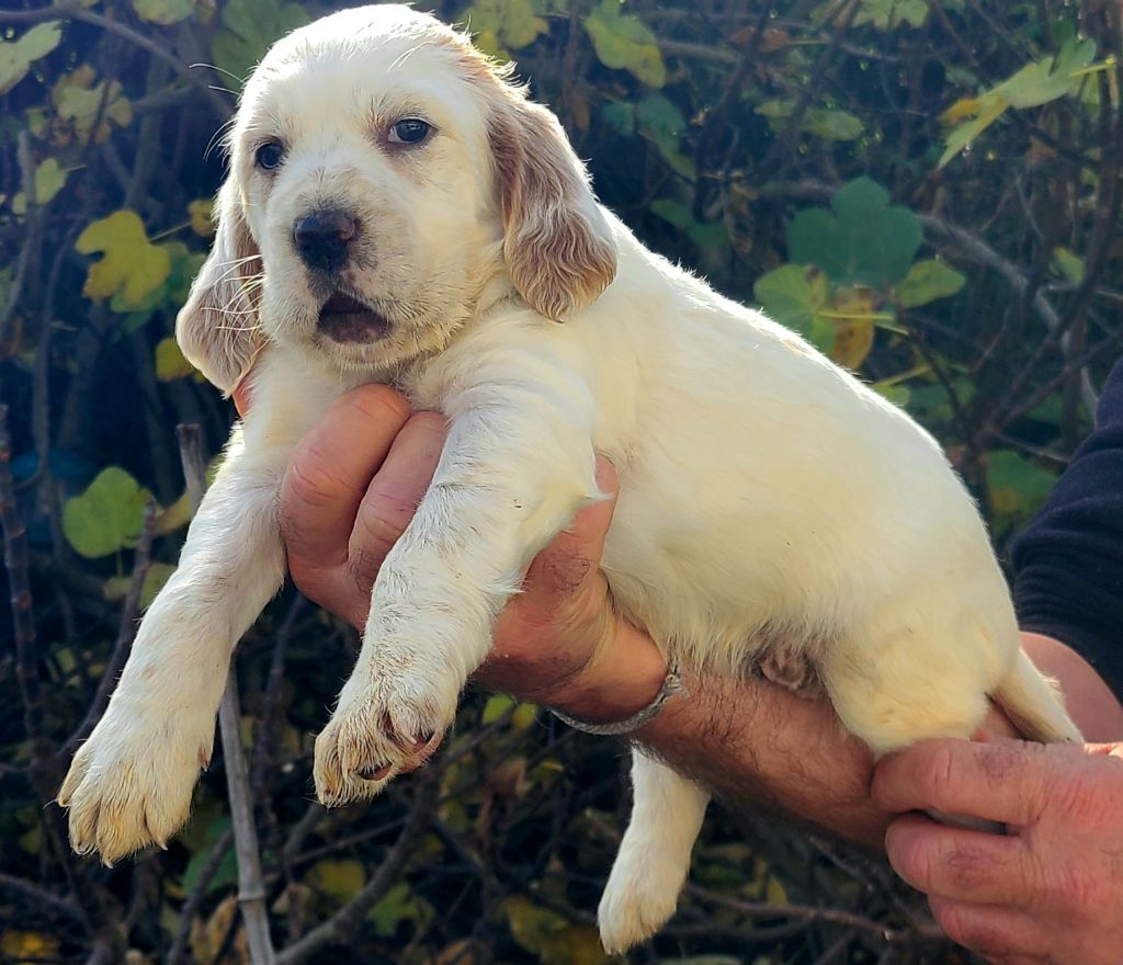 Du Trefle Bleu - Chiot disponible  - Setter Anglais