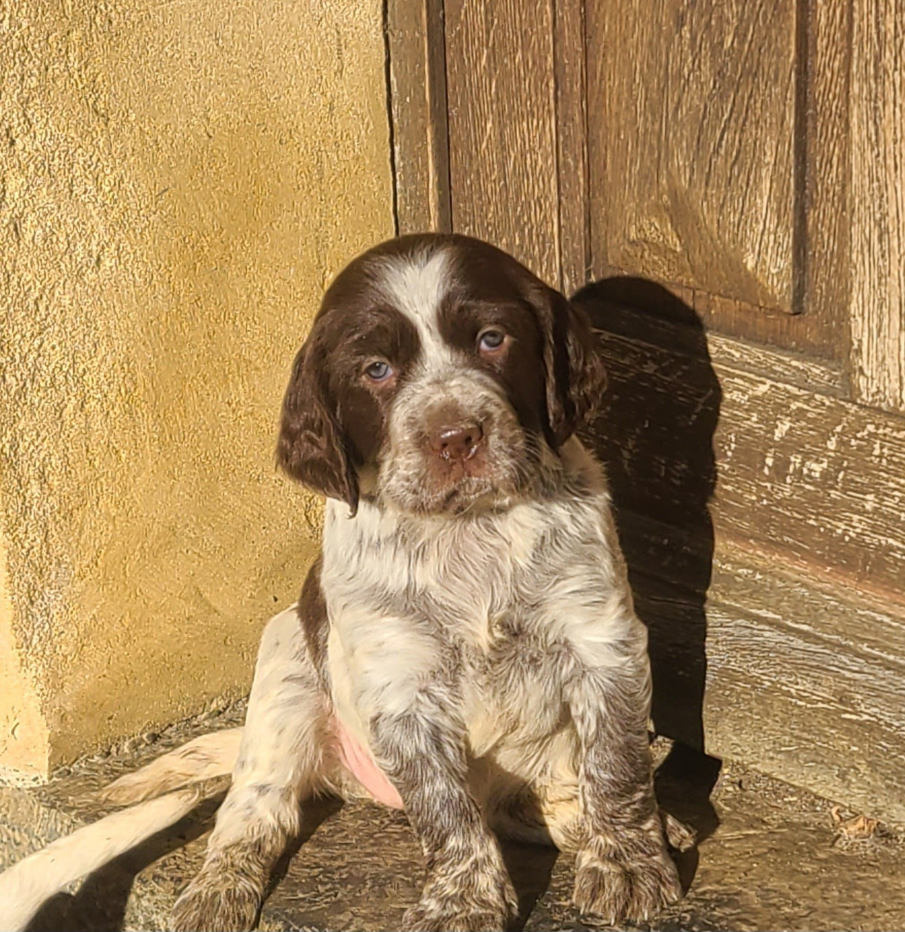Du Trefle Bleu - Chiots disponibles - Setter Anglais