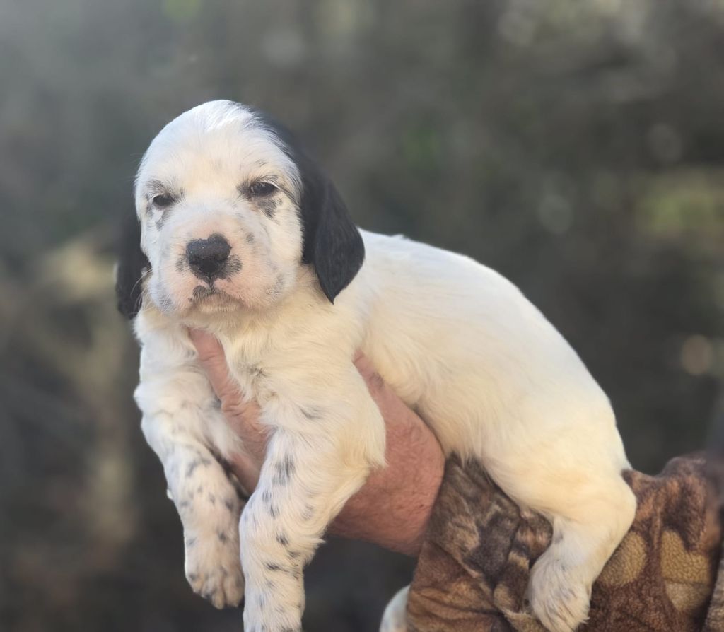 Du Trefle Bleu - Chiots disponibles - Setter Anglais