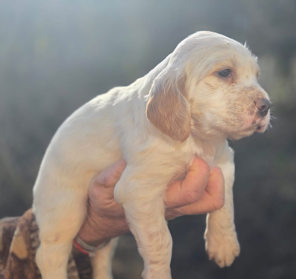 Du Trefle Bleu - Chiots disponibles - Setter Anglais