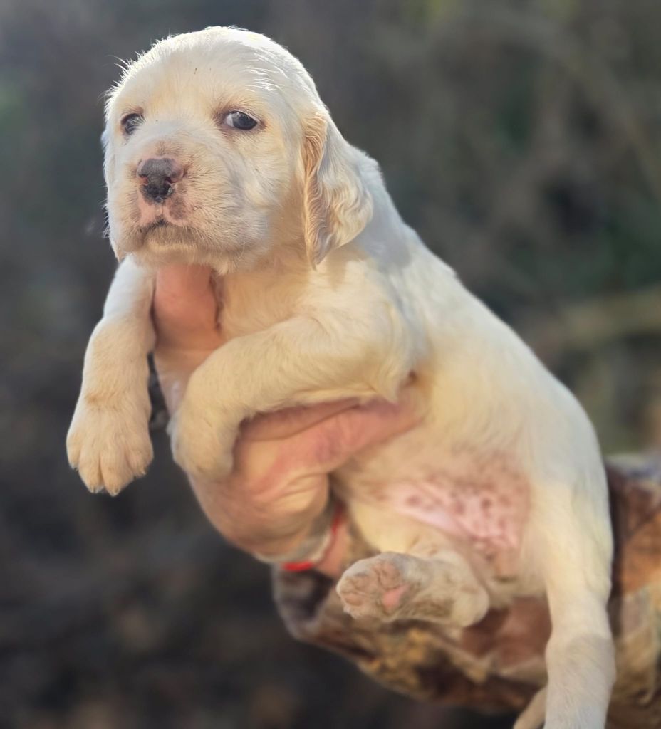 Du Trefle Bleu - Chiots disponibles - Setter Anglais